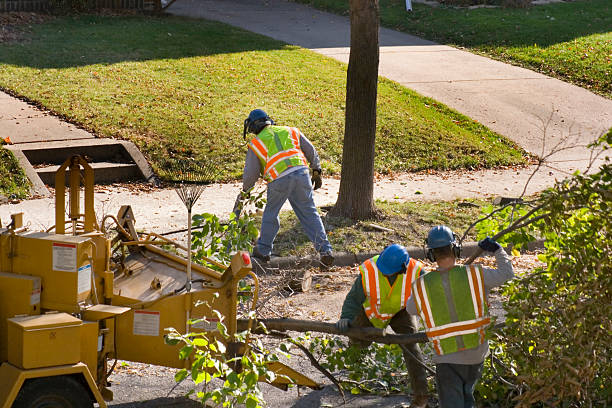 Best Tree Maintenance Programs  in Reedsburg, WI